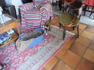 ma nouvelle chienne fiona en maron et victor blanc