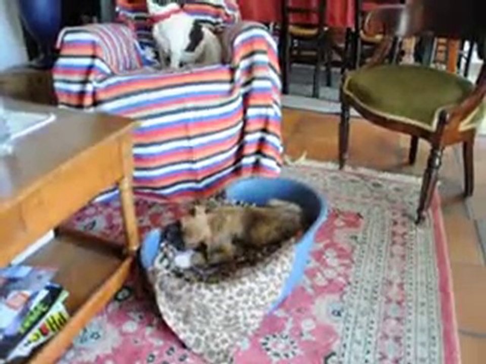 ma nouvelle chienne fiona (maron) et victor (blanc) part 2