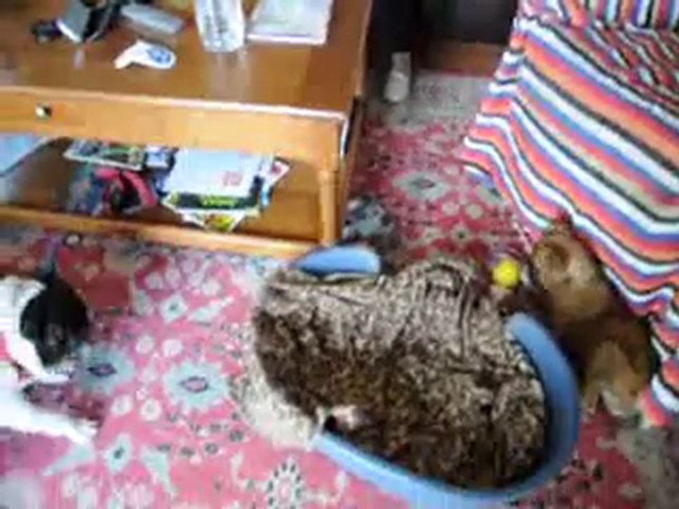 ma nouvelle chienne fiona (marron) et victor blanc part3