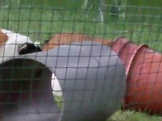 Cochons d inde