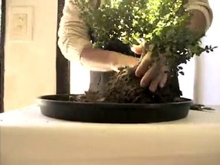 柘植小品盆栽  Japanese Boxwood Shohin Bonsai by Anibal Poublan