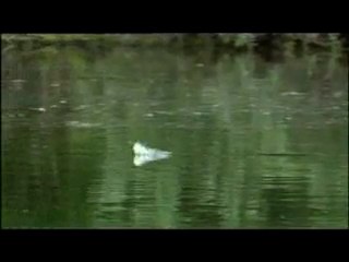 Life in the Undergrowth: Giant Mayflies