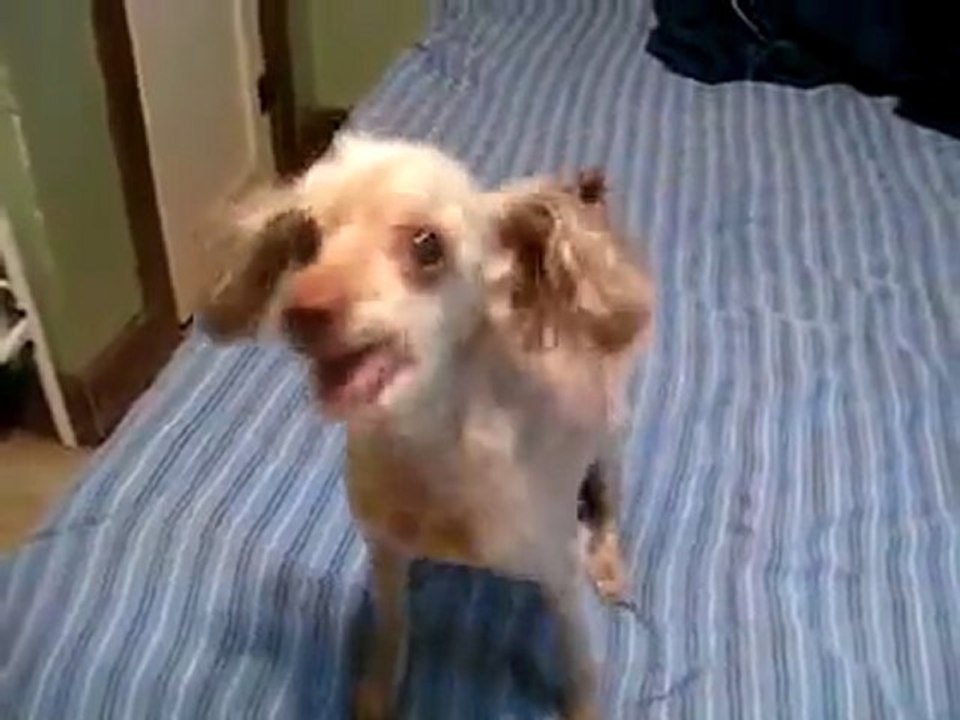 Chien fou / Crazy dog