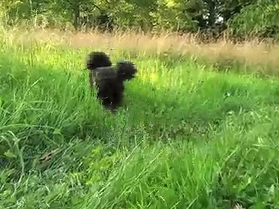 walking dog