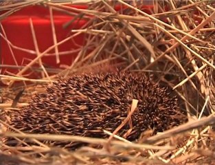 Wiewiórki, jeże i łosie - skąd się wzięli w szpitalu w Powsinie?