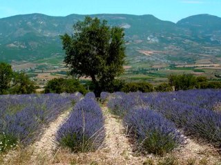 Route des lavandes
