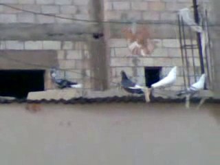 keşpir kuyruk beyaz kur yaparken  2 www.guvercinurfa.com