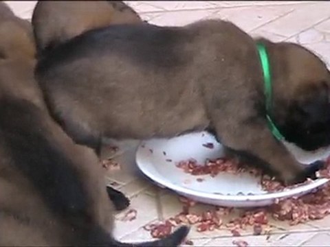 chiots cochise 3 semaines