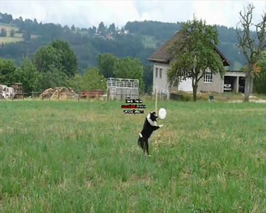 Engie fada de frisbee !