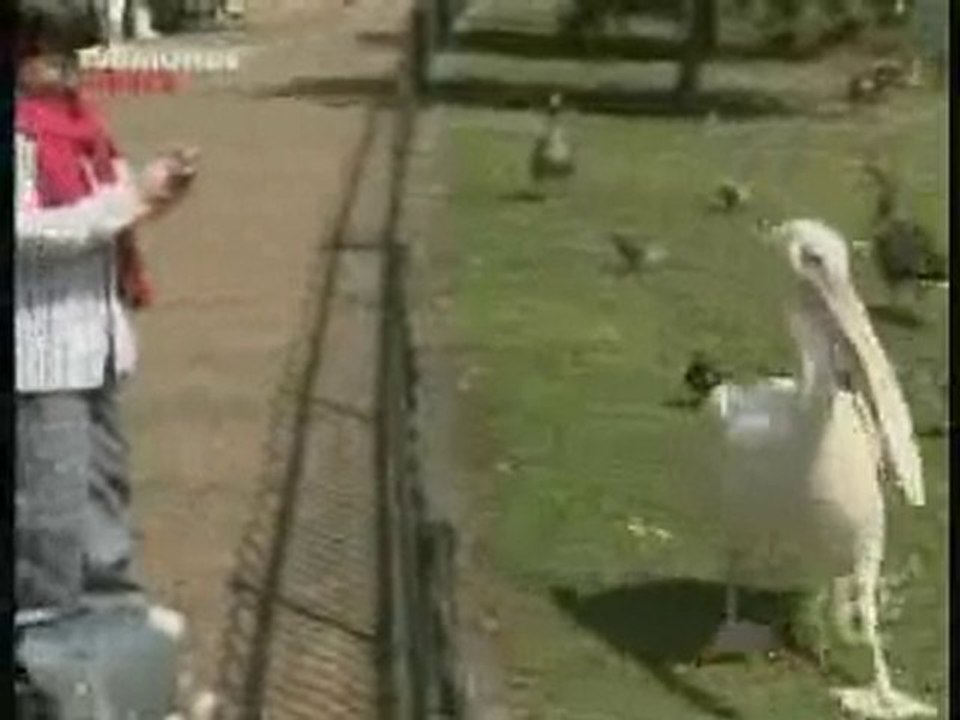Le Pelican