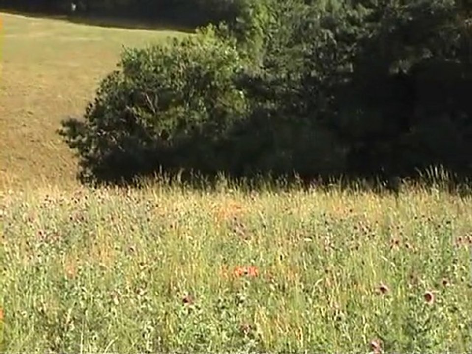 entrainement de mes griffons bleus dans a voie du lièvre
