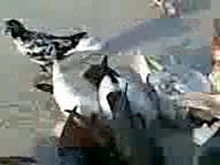 Lübnan filo kuşları 2  www.guvercinrehberi.com