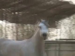 Shad al Sharbatly