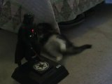 Attiva Darth Vader e il gattino si spaventa