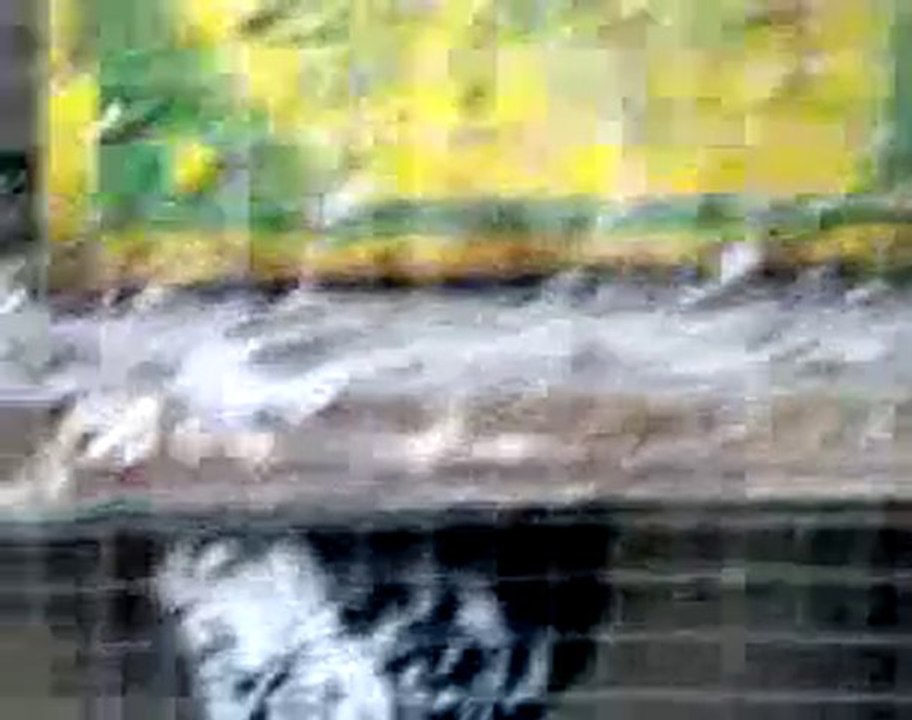 Lübnan filo kuşları 3  www.guvercinrehberi.com