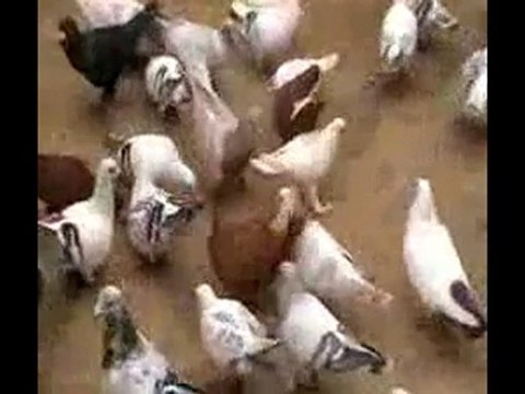 Lübnan filo kuşları 4 guvercinurfa.com