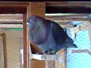 suriye filo kuşları www.guvercinurfa.com