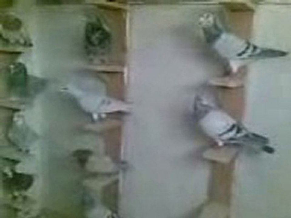 suriye filo kuşları 1  www.guvercinurfa.com