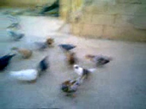 arap filo kuşları guvercinrehberi.com