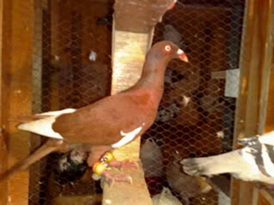 Lübnan filo kuşları slayt 2  www.guvercinrehberi.com