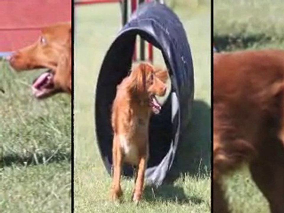 Entrainement Agility après 1 mois de traitement