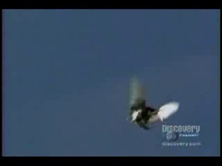 dönek güvercin video www.guvercinrehberi.com