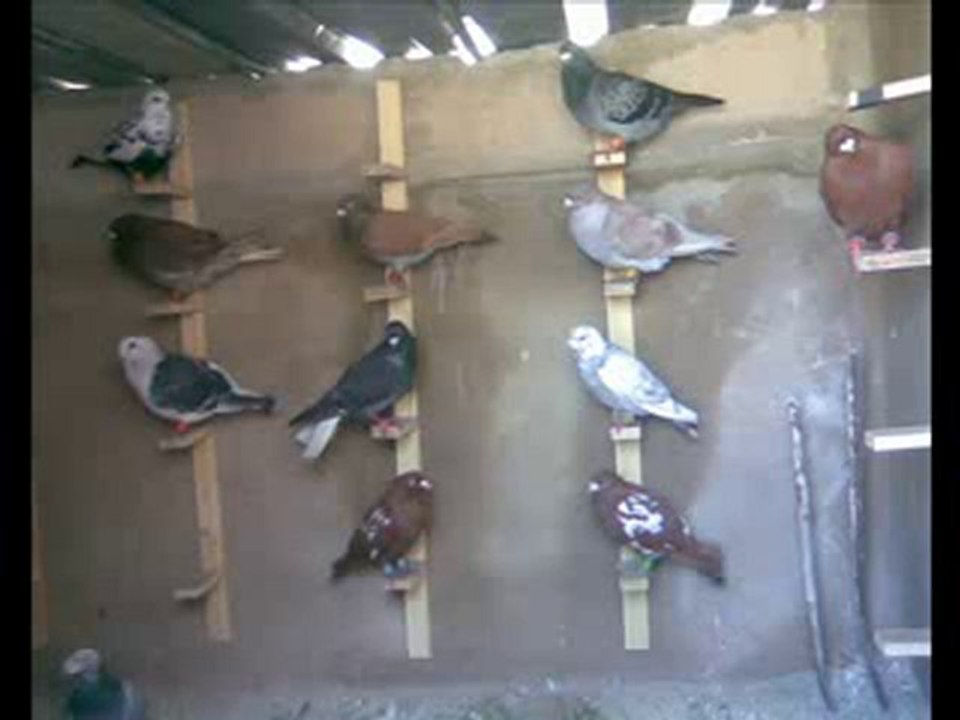 suriye filo kuşları  slayt gösterisi  www.guvercinurfa.com