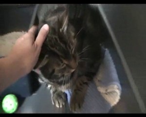 Looping 01 - 24 juillet 2010