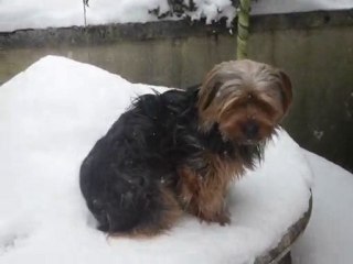 1ère neige de Cachou