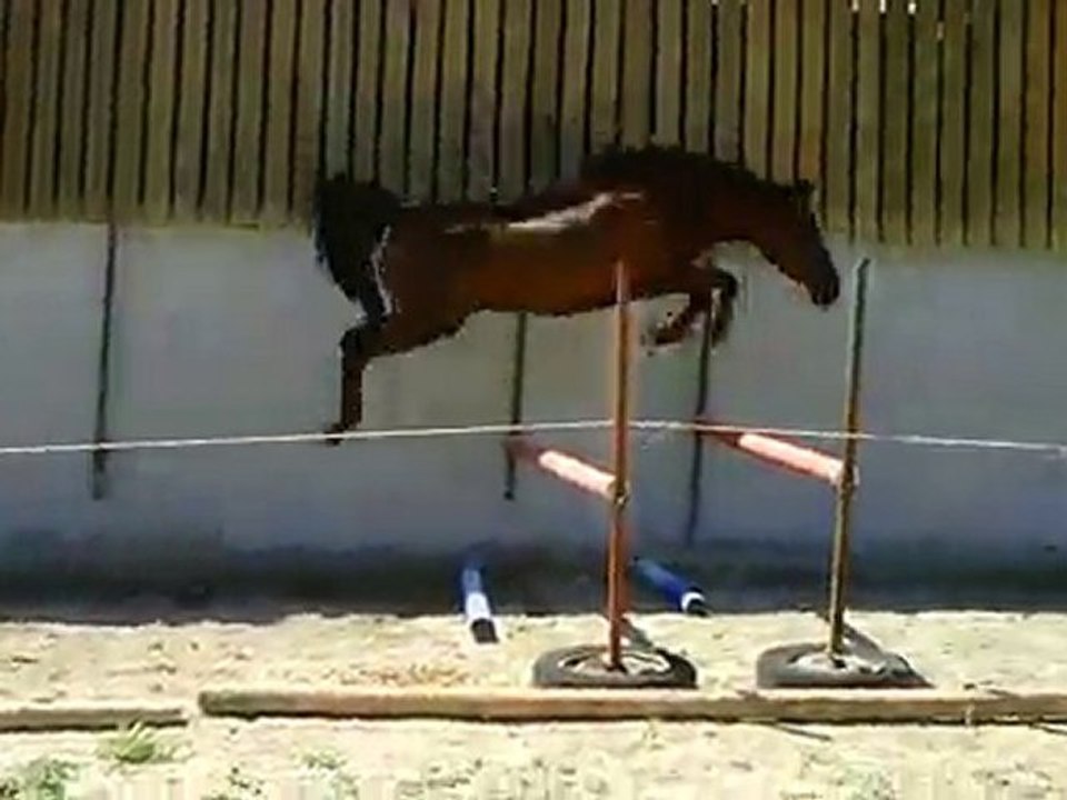 Ecuries du Nevez RAS 5