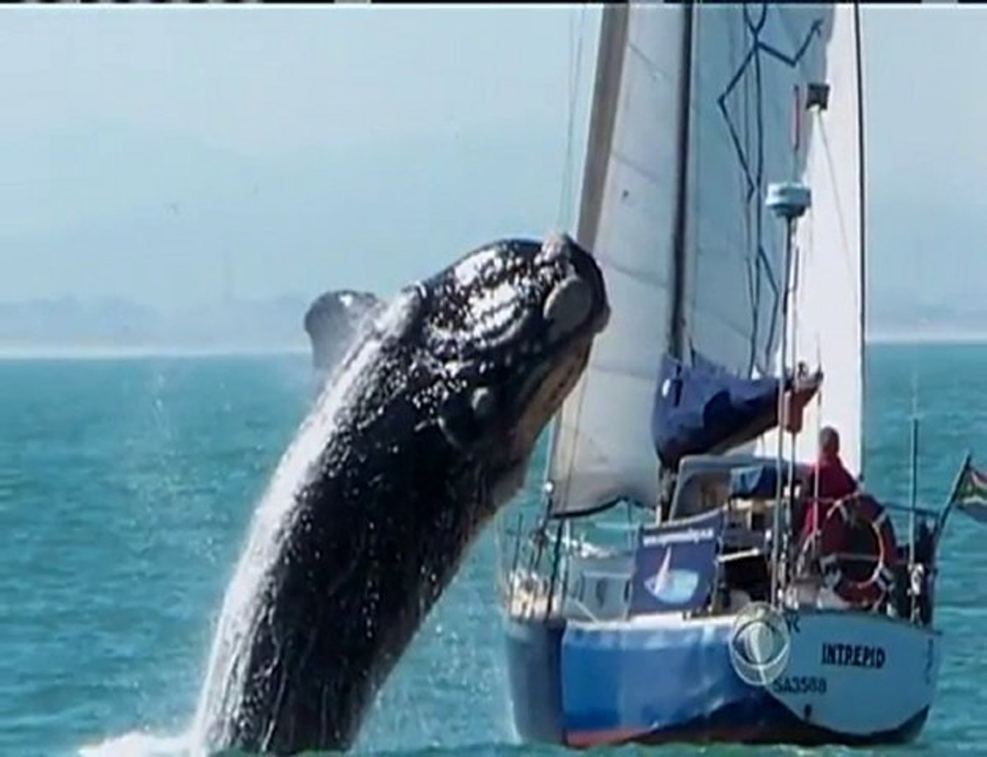 Balena affonda yacht - Video Dailymotion