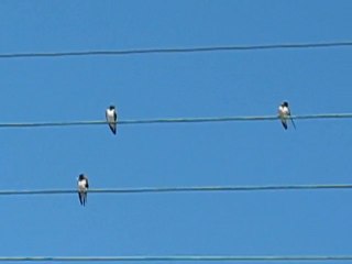 Pointe Saint Gildas : oiseaux fils