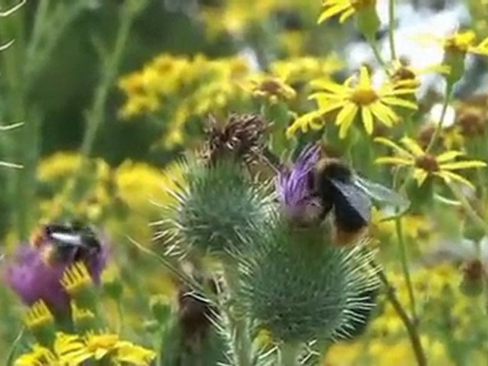 Sommerimpressionen 2010