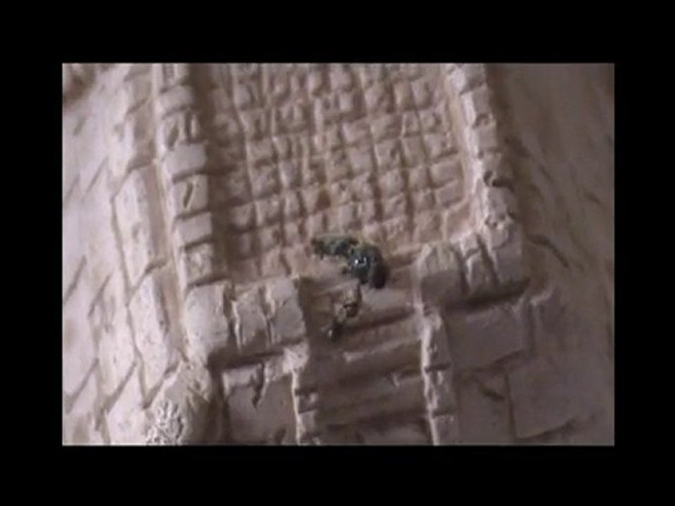 Elevage de lasius niger (26/07/2010)