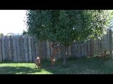 Dog Jump Fail: Rosco the Vizsla