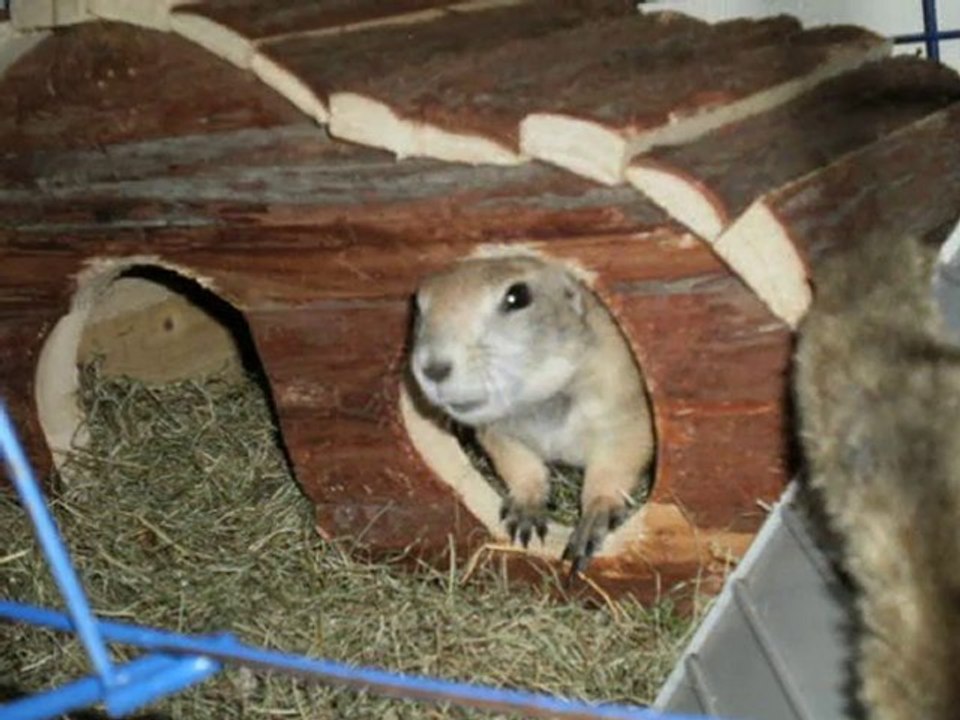 chien de prairie