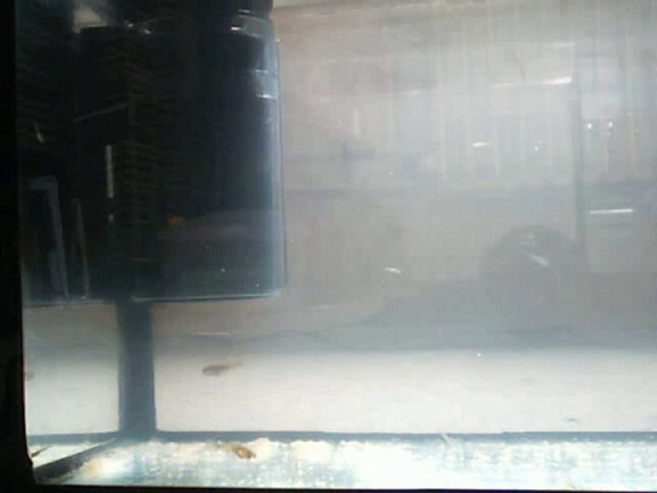 Alevins du 11-04-2010 + Alevins du 19-07-2010