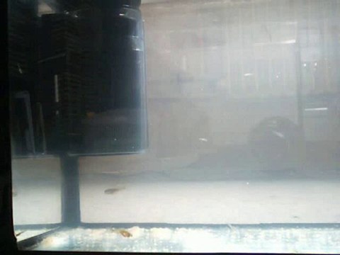 Alevins du 11-04-2010 + Alevins du 19-07-2010