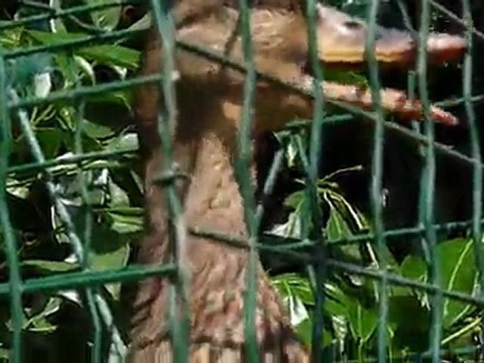 Cane chanteuse 2010