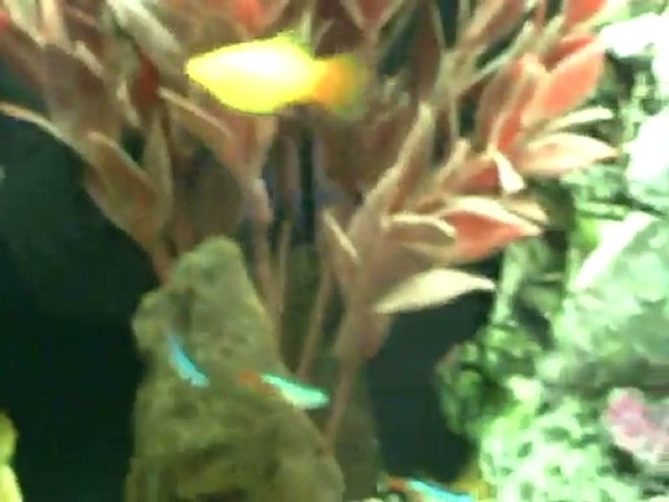 Mon Aquarium