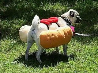 Dogs Dressed As Hotdogs