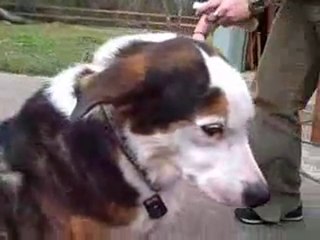 How To Get Rid Of Fleas On Dogs