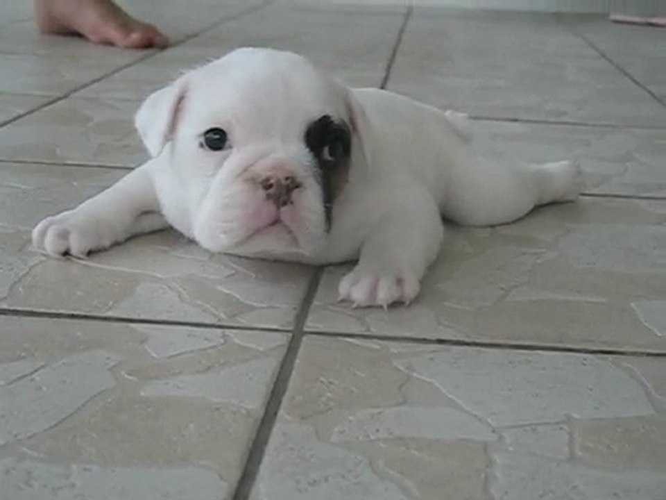 Bebe Femelle Bulldog Anglais Video Dailymotion