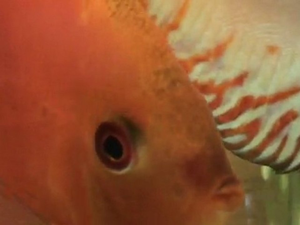 Süper Red Melon & Butter FLY Discus Çifti