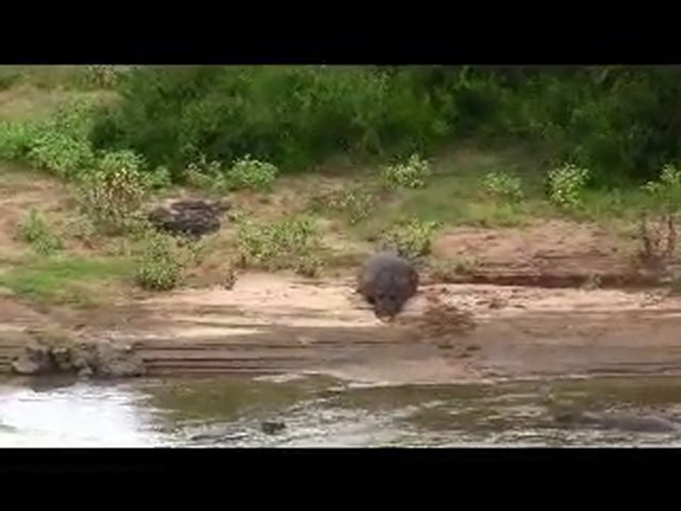 Parc Kruger, la faune