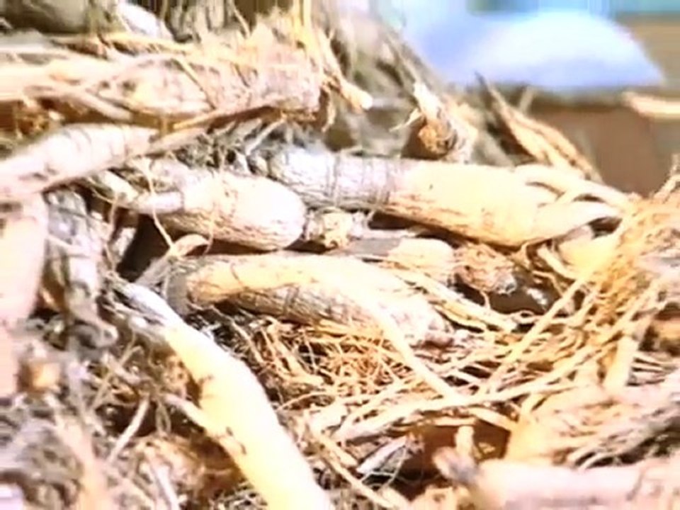 FloraFarm Ginseng auf TV Bremen