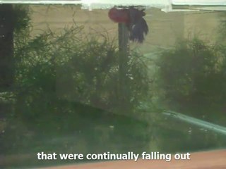 Bettas Spawning