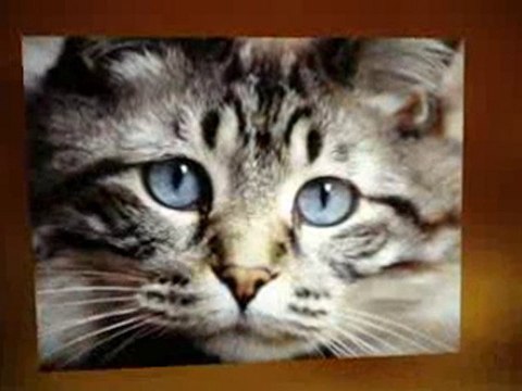 How To Get Rid Of Fleas On Cats