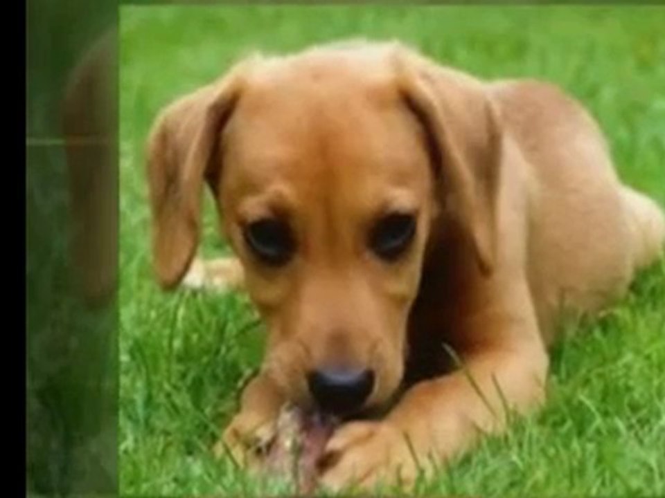 Lawn Care, Safer for Children, Pets, Plant  [Lawn Care Tips]