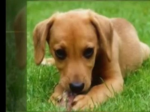 Lawn Care, Safer for Children, Pets, Plant [Lawn Care Tips]